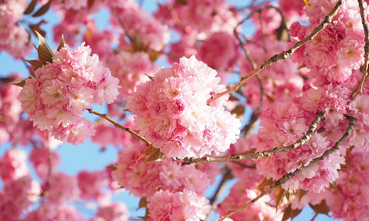 Cherry blossom tree