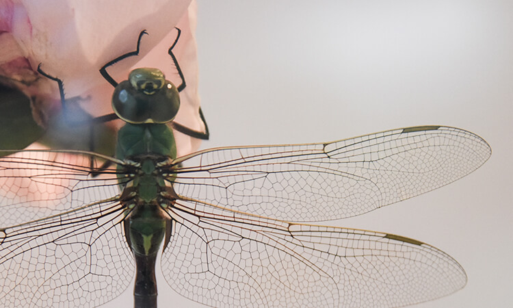 Close up of dragonfly on flower