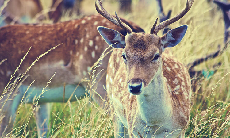 Close up of a deer in the grass