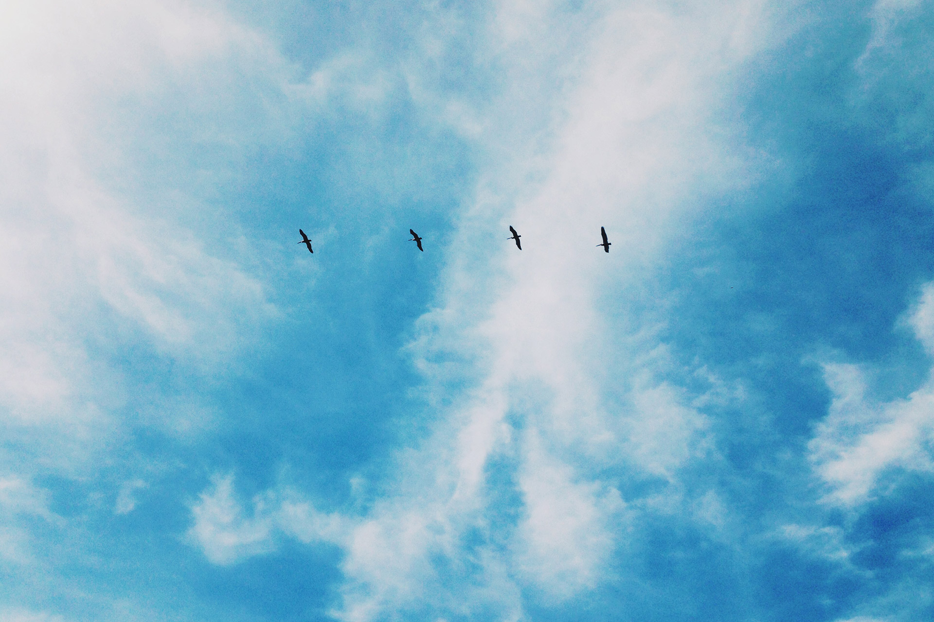 birds flying high together