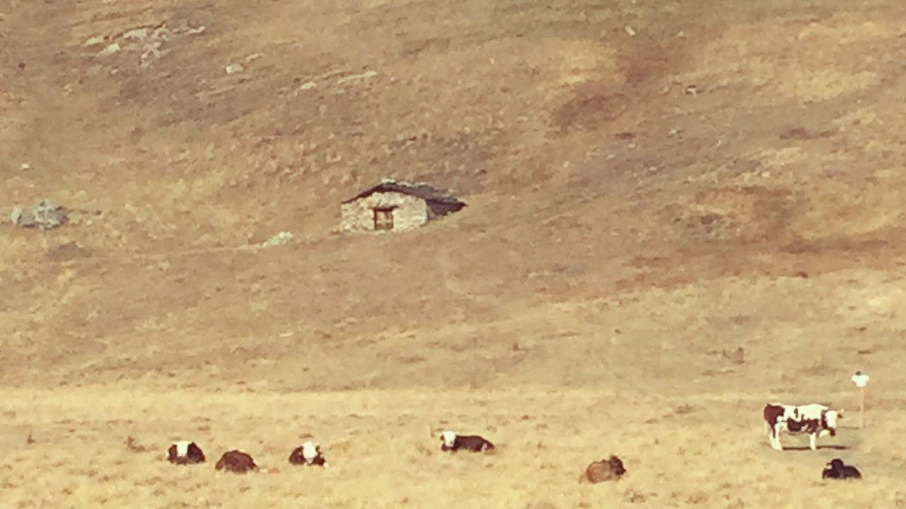 Paisagem de Belino com vacas