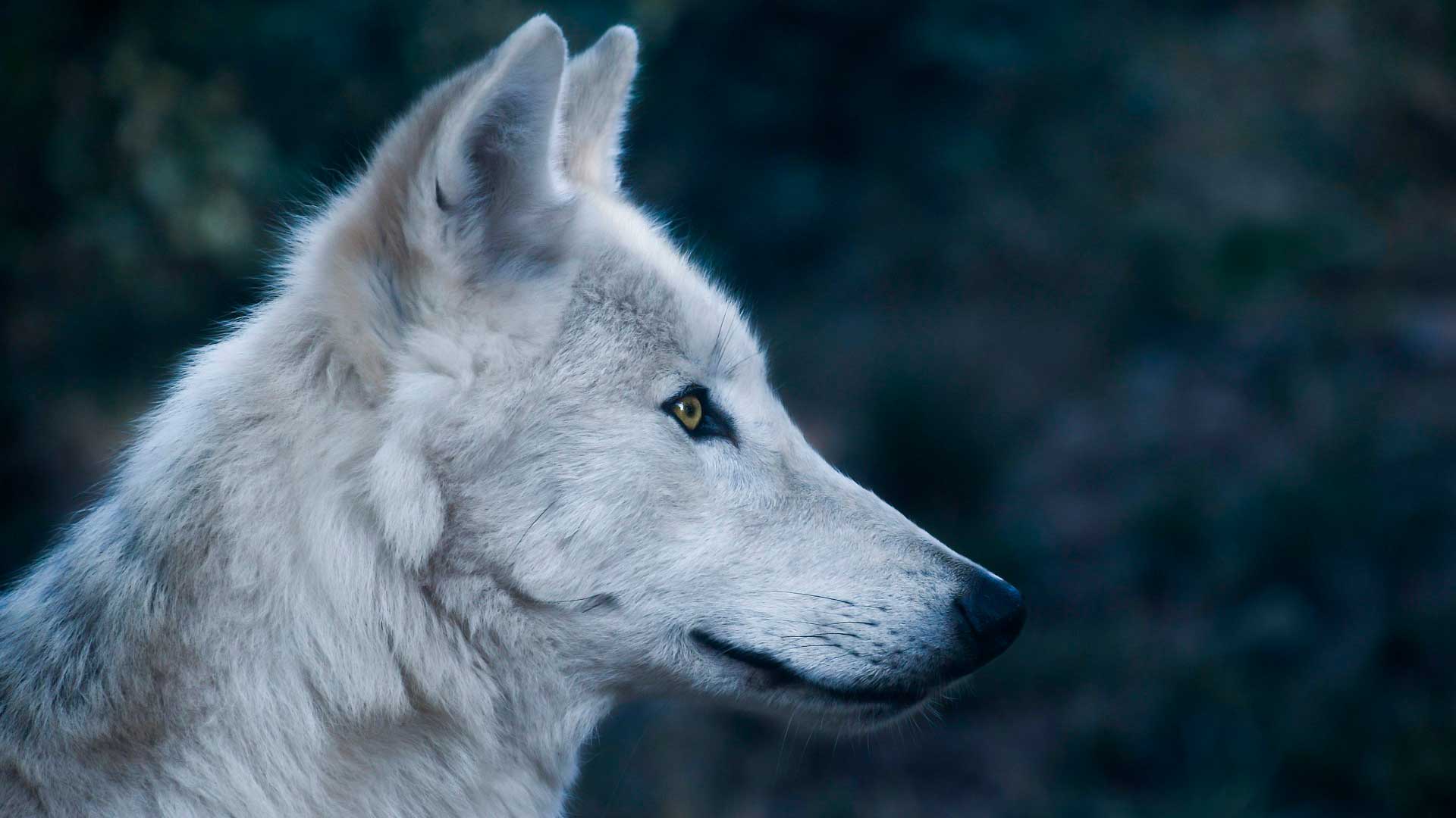 5 ferramentas de coaching para entender melhor o seu coachee na prática - testes dos bicho perfil do lobo