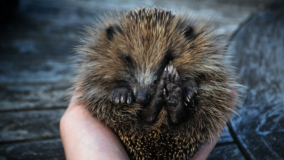 Hedgehog protecting itself