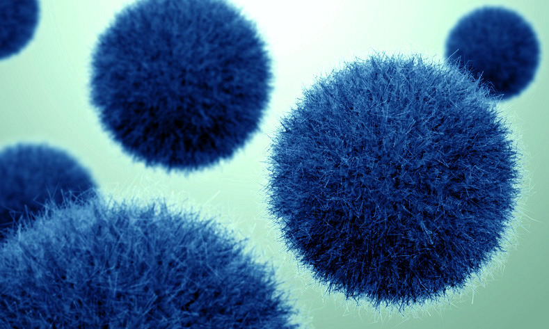 Bacteria